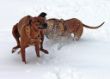 winter7.jpg