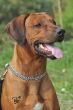 nikando_beniki_chandu0014.jpg