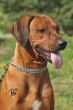 nikando_beniki_chandu0015.jpg